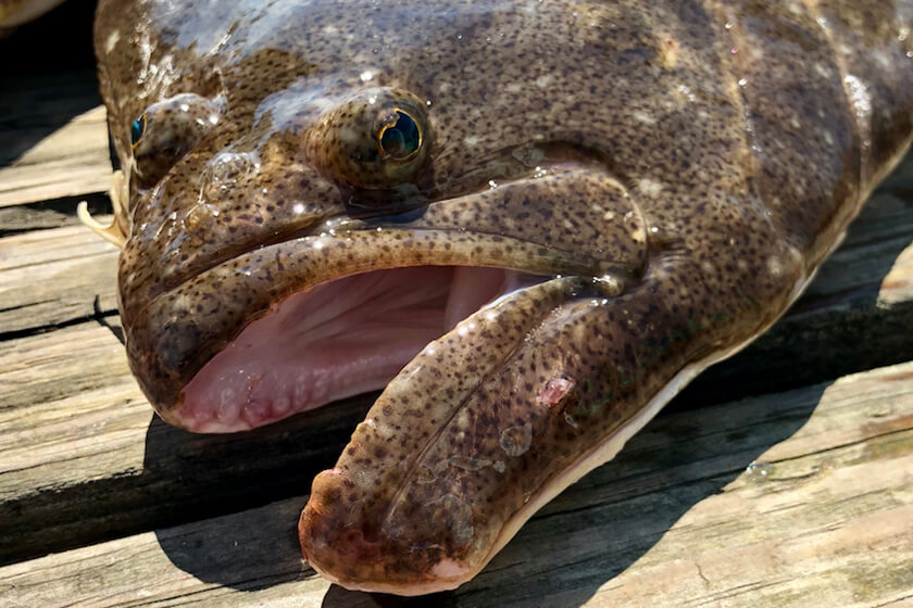 Fluke Fishing is on Fire Around Long Island