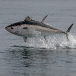 Fluke Fishing is on Fire Around Long Island