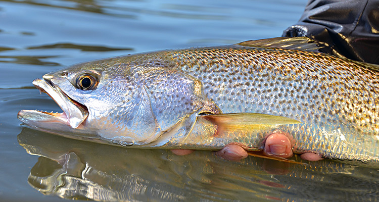 Fall Fishing Is About to Start!