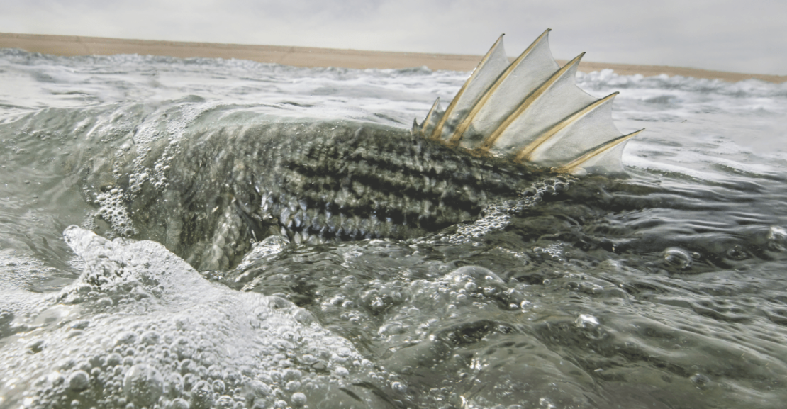 Striped Bass Have Invaded Our Area!